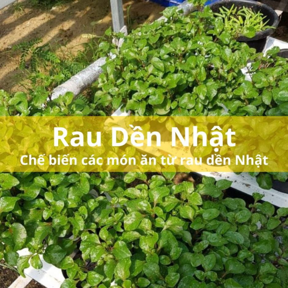 Rau dền Nhật nấu món gì ngon mà tốt cho sức khỏe