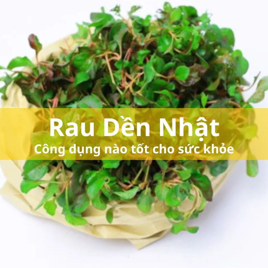 Rau Dền Nhật (Cải Xoong Nhật ) – Công Dụng Tốt Cho Sức Khỏe