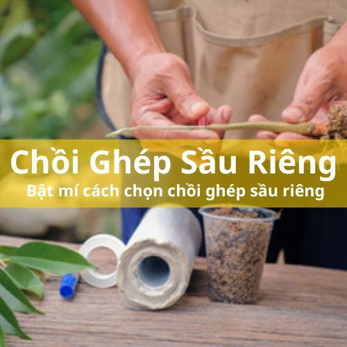 Bật mí cách chọn chồi ghép sầu riêng đầy kinh nghiệm của người trong nghề