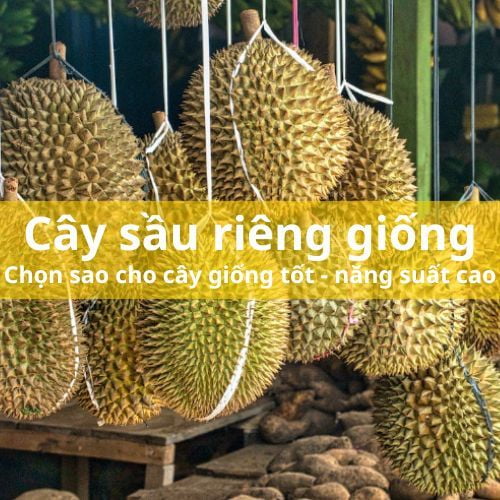 Mách bạn cách chọn cây sầu riêng giống tốt - Năng suất cao